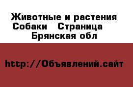 Животные и растения Собаки - Страница 2 . Брянская обл.